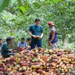 Willies Cacao Pod Selecting